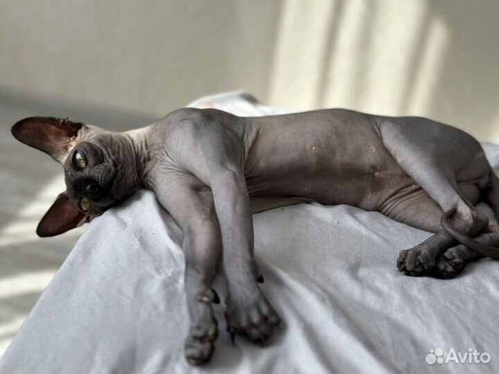 Канадский сфинкс