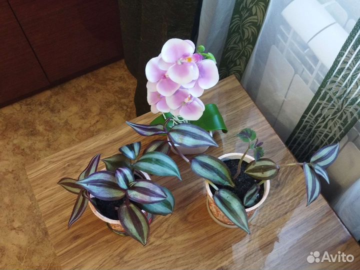 Колеусы, традесканция