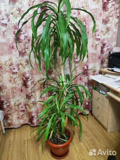 Комнатные растения