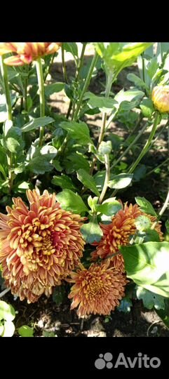 Хризантема корейская