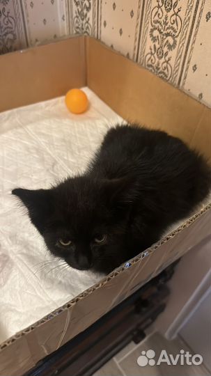 Котята в добрые руки бесплатно