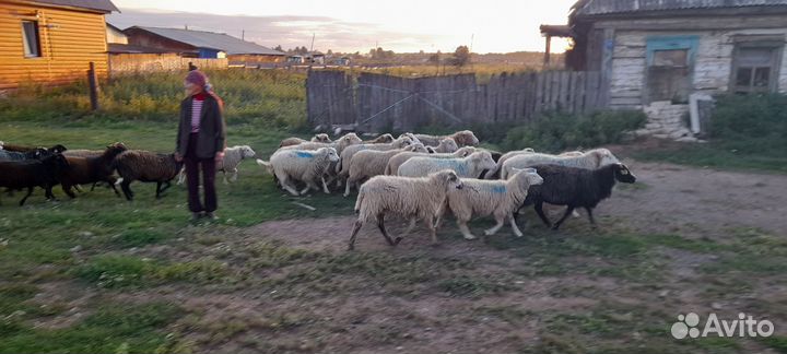 Овцы бараны