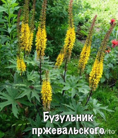 Бузульник пржевальского