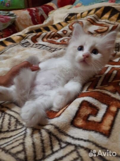 Котята мейн-кун