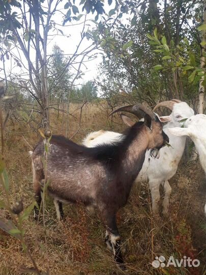 Дойные козы