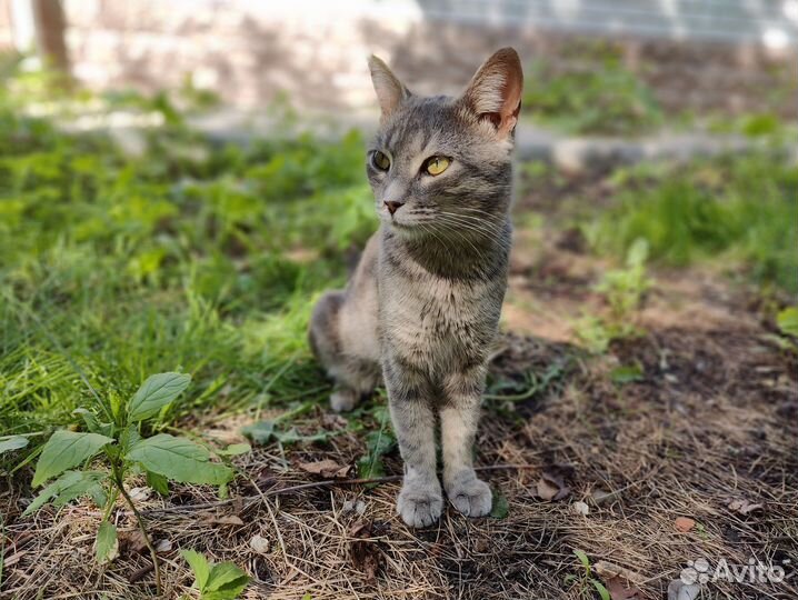 Кот Матроскин в поиске любящей семьи
