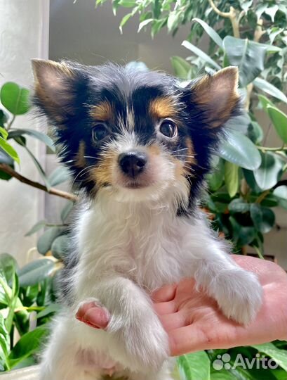 Продам щенка