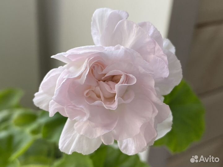 Пеларгония герань Milfield Rose