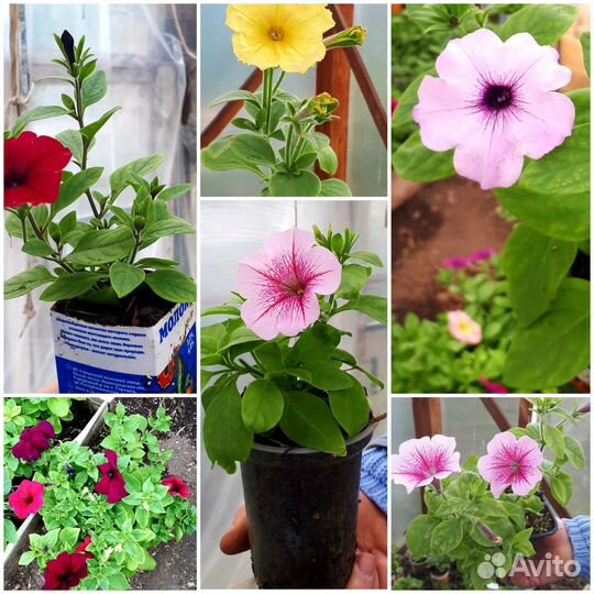 Рассада петунии ампельной и каскадной