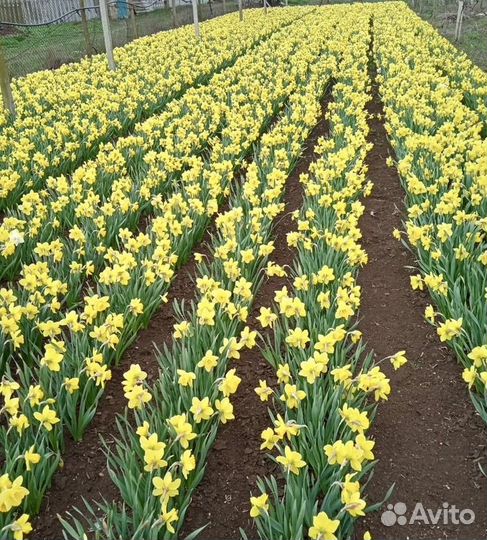 Нарцисс луковицы оптом