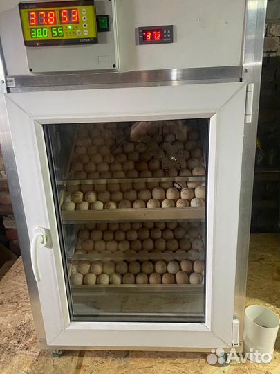 Инкубатор(бони)