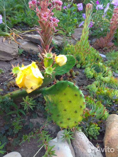 Кактус опунция