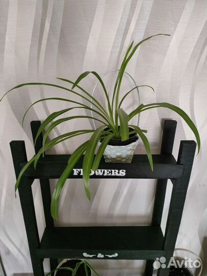 Комнатные растения цветы