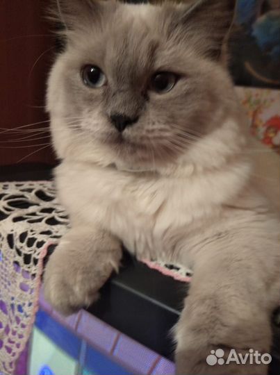 Шотландская