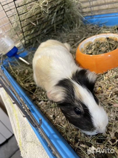 Морская свинка