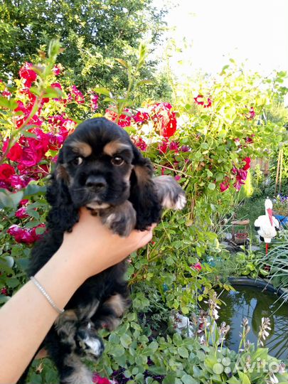 Американский кокер спаниель