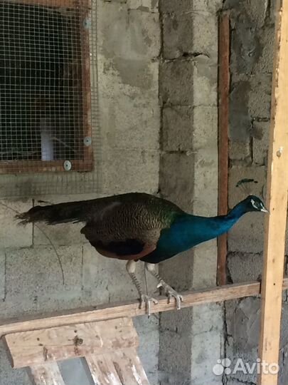 Павлин самец