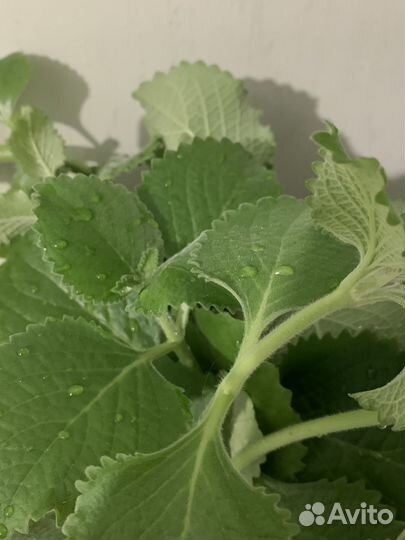 Плектрантус / комнатная мята (домашняя мята )