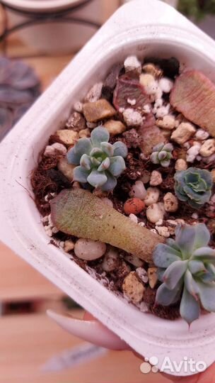 Суккуленты с любовью