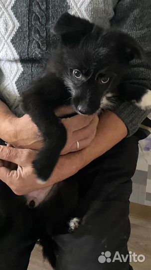 Отдаю в добрые руки