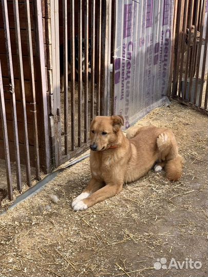 Собака без ушка из приюта ищет дом