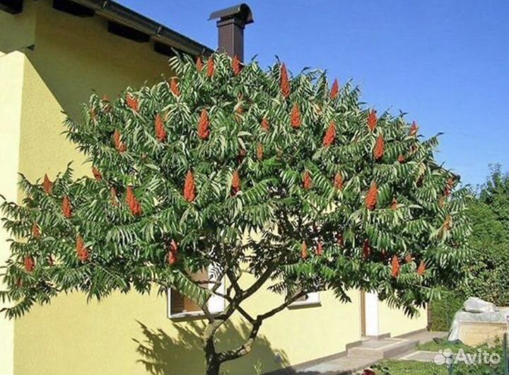 Саженцы сумах оленерогий