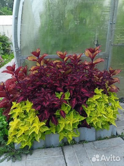 Колеусы вегетативные