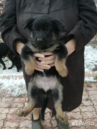 Щенки немецкой овчарки