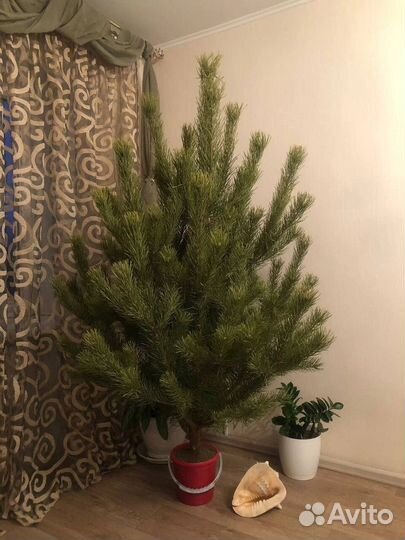 Живая ель сосна доставка Мск