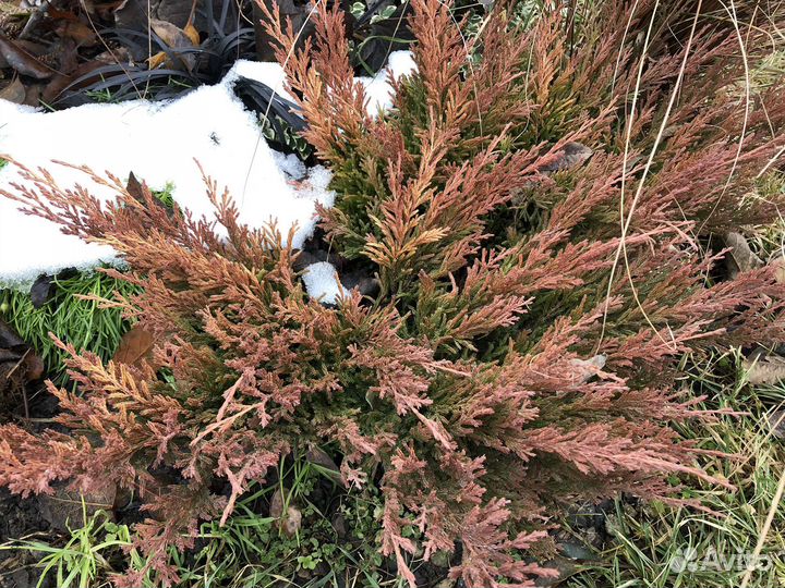 Можжевельник лайм глоу