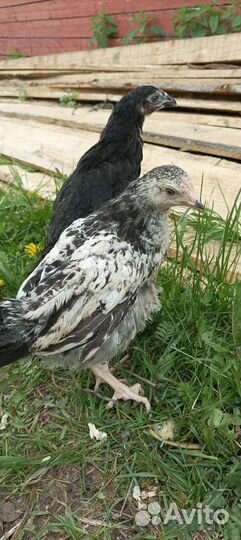 Цыплята мясо-яичных несушек