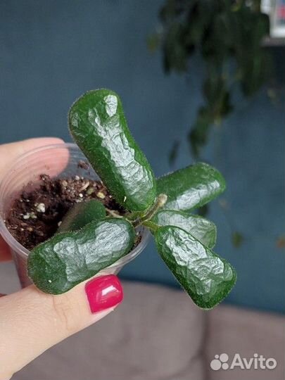 Хойя эскимо, макрофилла, матильда,парвифлора и др