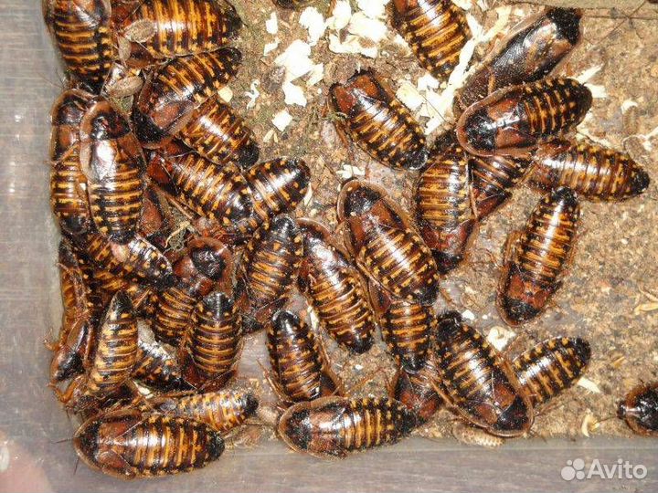 Таракан, сверчок, зофобас