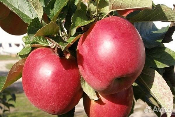 Актинидия, Яблони