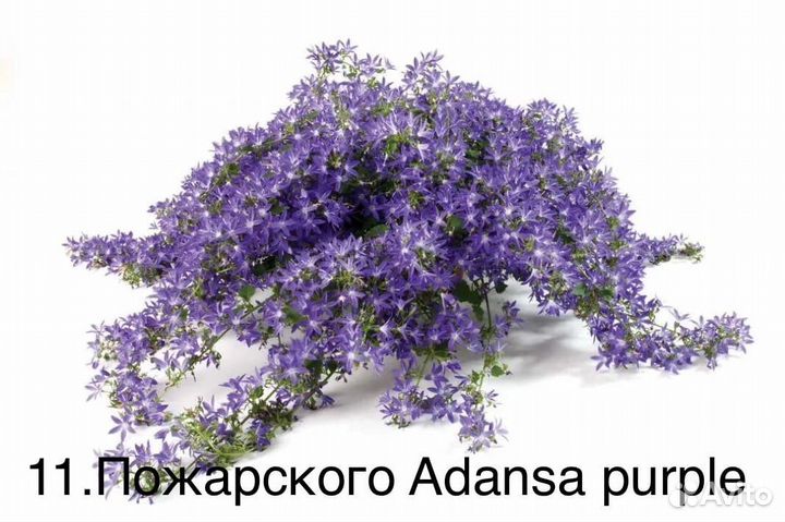 Кампанула. Знаменитые «жених и невеста»