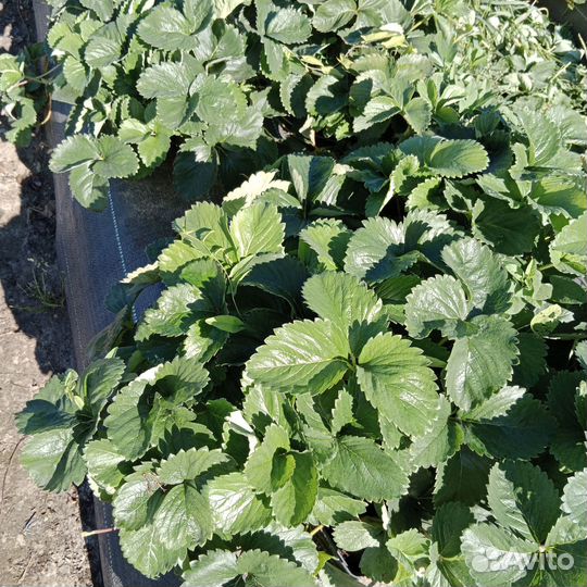 Рассада клубники