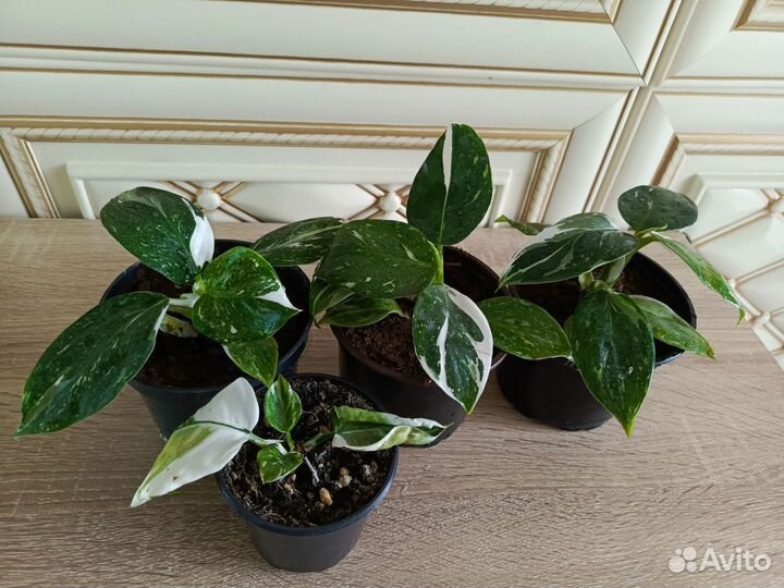 Филодендрон white визард