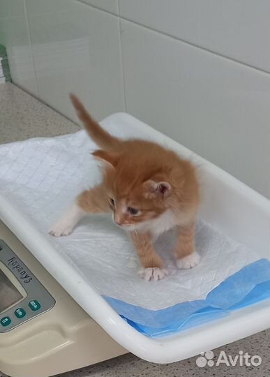 Котята - пушистики в добрые руки