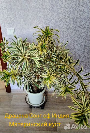 Драцена Песня Индии,драцена Маргината