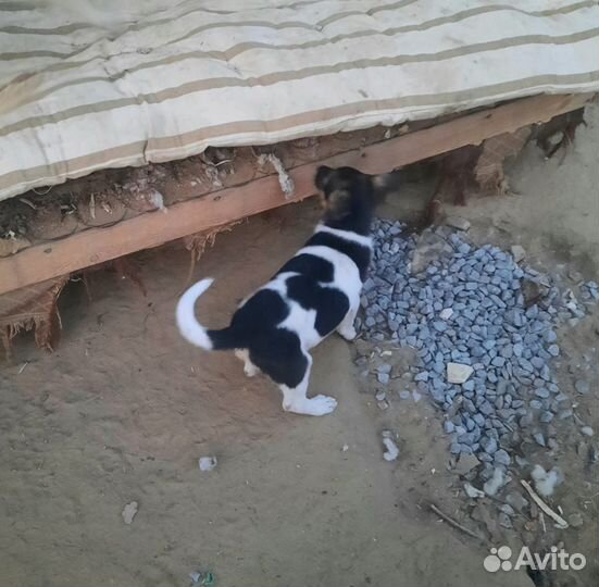 Щенок в добрые руки бесплатно