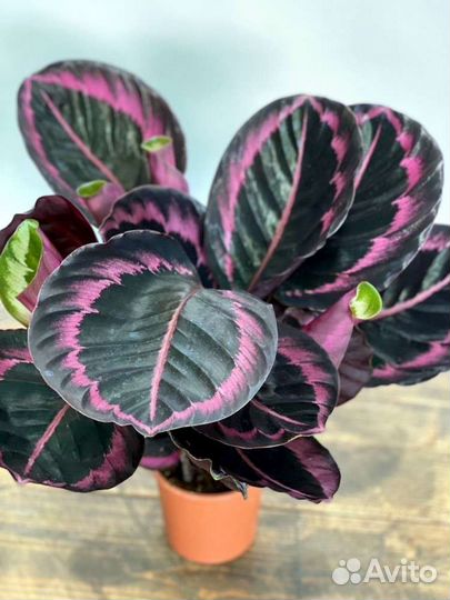 Калатея Сюрпрайз Стар