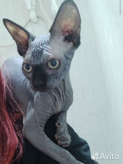 Канадский сфинкс вязка