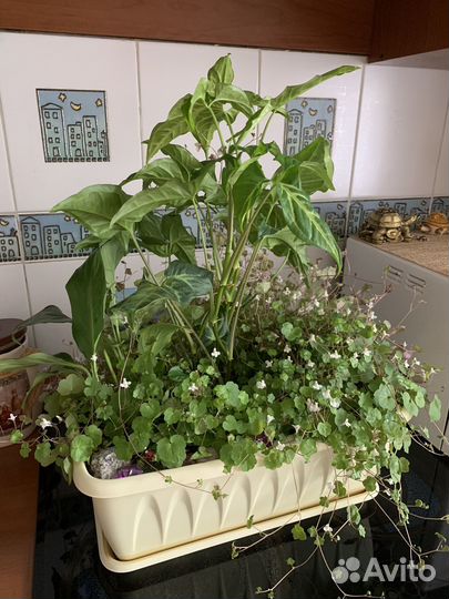 Домашнее растение в горшке