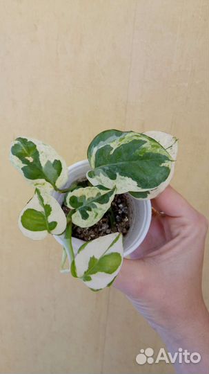 Эпипремнум Марбл Квин, Сциндапсус н-джой