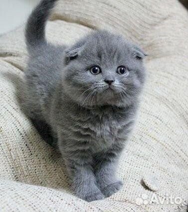 Шотландские котята