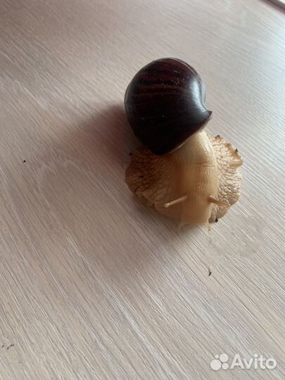 Улитки ахатины