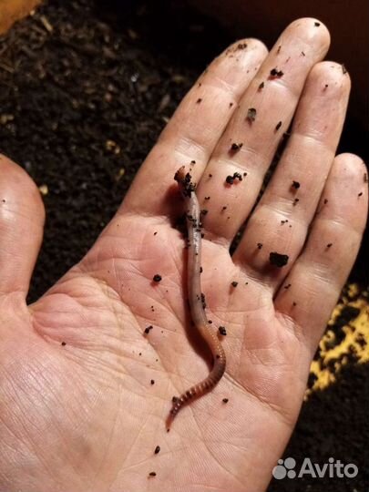 Червь для рыбалки - Дендробена