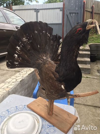 Чучело глухаря