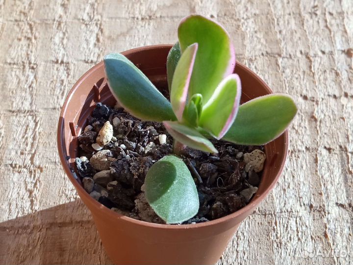 Суккуленты