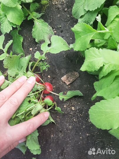 Зелень петрушка лук